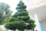 Nguyệt quế (Tên khoa học: Laurus nobilis)