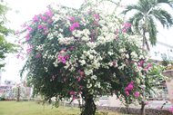 Hoa giấy (Tên khoa học: Bougainvillea)