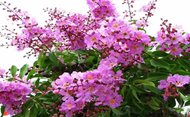 Bằng lăng nước (Tên khoa học: Lagerstroemia speciosa) 