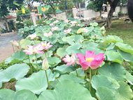 Sen (Tên khoa học: Nelumbo nucifera)