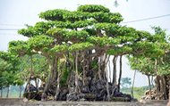 Cây sanh (Tên khoa học: Ficus benjamina)