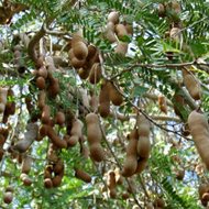 Me (Tên khoa học: Tamarindus indica)