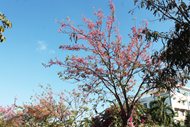 Cây Ô môi (Tên khoa học: Cassia grandis)