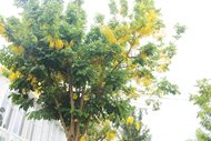 Muồng hoàng yến (Tên khoa học: Cassia fistula)