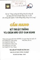 Cẩm Nang Kỹ Thuật Trồng Và Chăm Sóc Cây Cam Sành